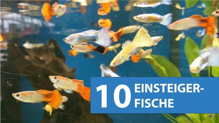 Fischarten f&uuml;r Anf&auml;nger im Aquarium: Die besten Tipps