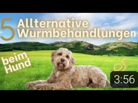 Bio-Futter f&uuml;r Haustiere: Vorteile gegen&uuml;ber herk&ouml;mmlicher Nahrung