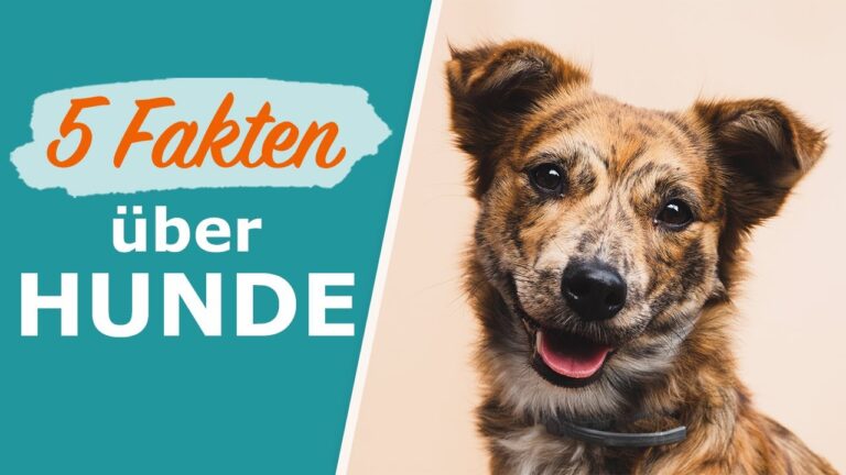 H&auml;ufige Fragen zu Tierpflegeprodukten: Antworten und Tipps