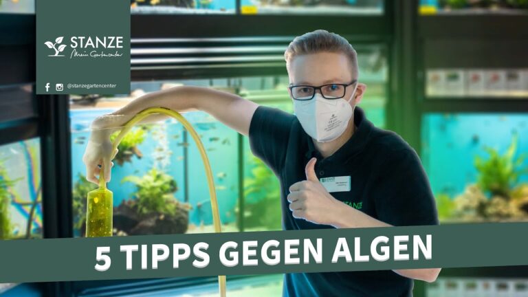 Effektive Tipps zur Algenbek&auml;mpfung im Aquarium