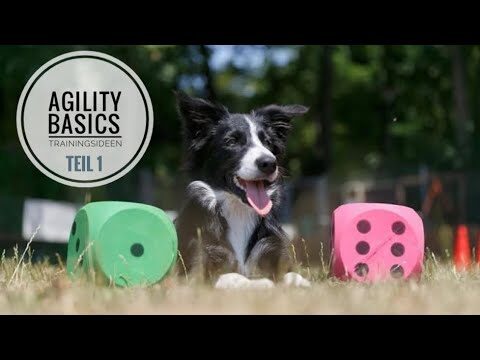 Vorteile von Agility-Training f&uuml;r Hunde