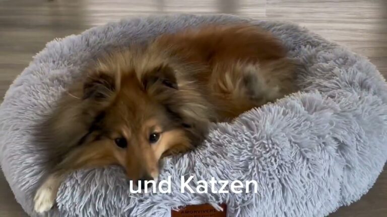 Katzendecke im modernen Design: Stilvoll und Funktional