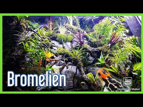 Optimale Pflege von Terrarienpflanzen