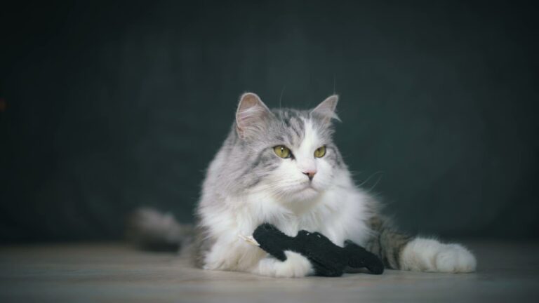 Nachhaltiges Katzenspielzeug: Die besten Einkaufsquellen