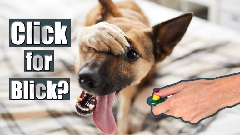 Effektives Clickertraining f&uuml;r Hunde: Tipps und Techniken