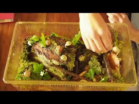 Kaufratgeber f&uuml;r Terrarium-Zubeh&ouml;r: Alles, was Sie wissen m&uuml;ssen