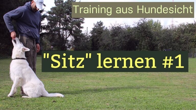 Effektive Trainingsmethoden f&uuml;r Hunde
