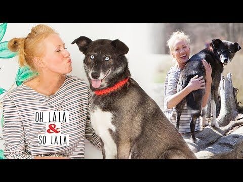 Hochwertige Pflegeprodukte f&uuml;r Hunde: Kaufguide und Empfehlungen