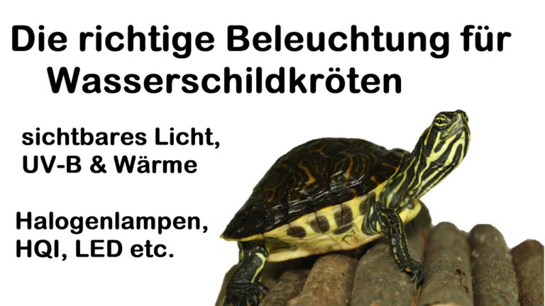 Die beste UV-Lampe f&uuml;r Schildkr&ouml;ten: Kaufberatung und Empfehlungen