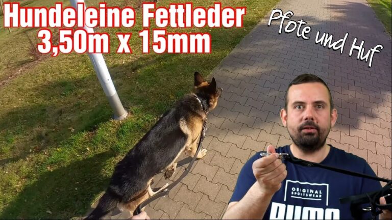 Halsband für große Hunde online kaufen: Die besten Optionen