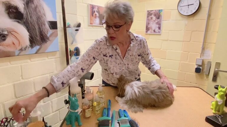 Optimale Hunde-Pflegeartikel: Angebote im Online-Shop