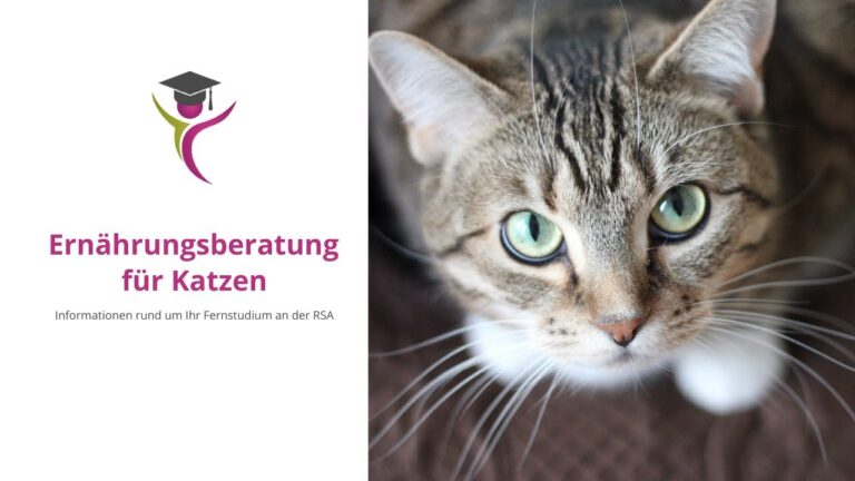 Optimale Ern&auml;hrungsberatung f&uuml;r Katzen