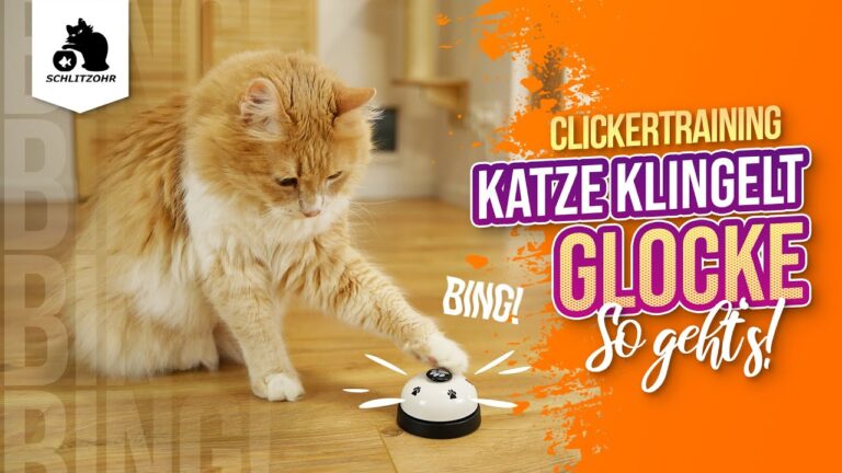 Haustiertraining Zubeh&ouml;r bequem online kaufen