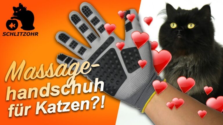 Katzenpflege leicht gemacht: Tipps zur Newsletter-Anmeldung