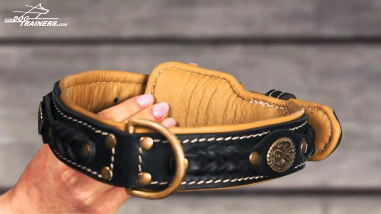 Stilvolle Halsb&auml;nder f&uuml;r kleine Hunde: Eleganz und Komfort vereint