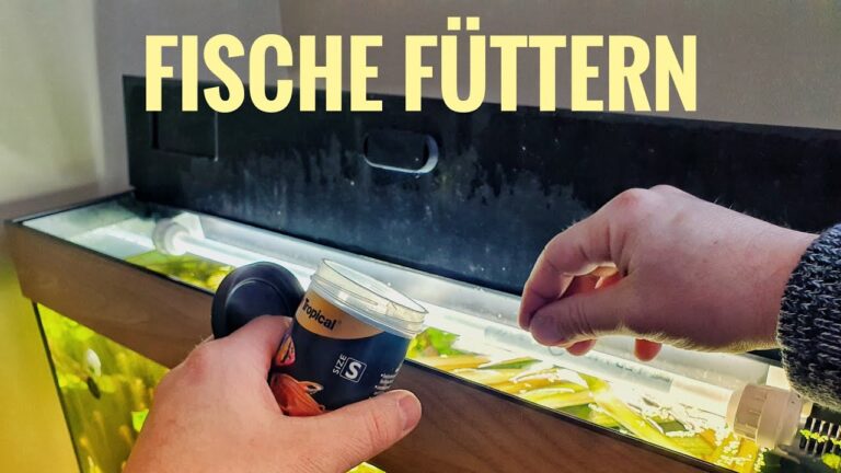 Optimale Futterarten f&uuml;r Zierfische