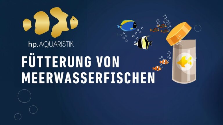 Optimale Futtermenge f&uuml;r verschiedene Fischarten: Praktische Tipps