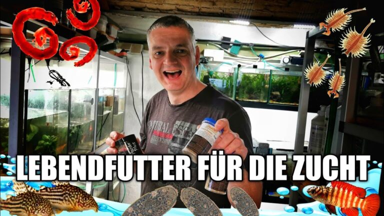 Optimale Empfehlungen f&uuml;r spezielles Fischfutter f&uuml;r Zierfische