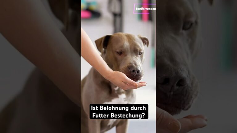 Tipps zur Auswahl der besten Futterbelohnungen f&uuml;r Hunde