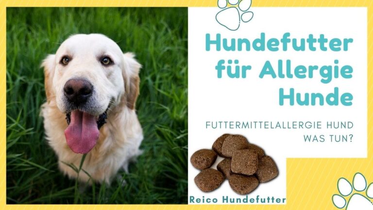 Hundefutter f&uuml;r allergieempfindliche Tiere: Die besten Optionen
