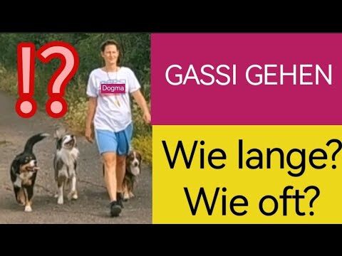 Die Vorteile des Gassigehens f&uuml;r Mensch und Hund