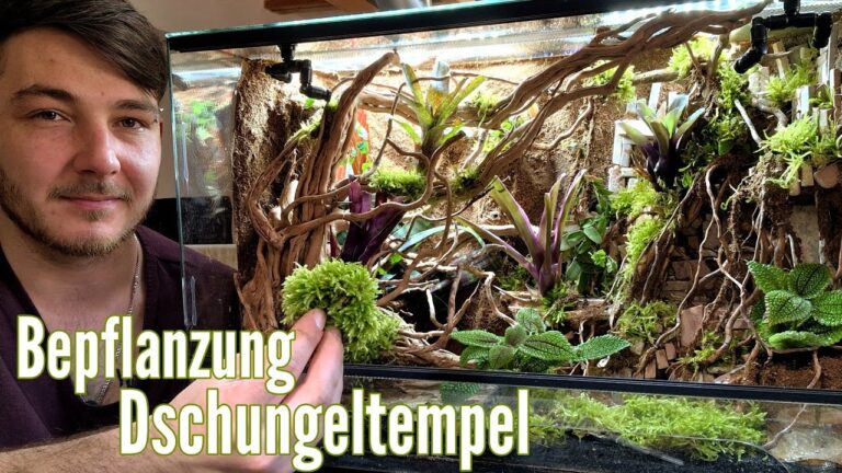 Kreative Terrarium Gestaltungsideen f&uuml;r Ihr Zuhause