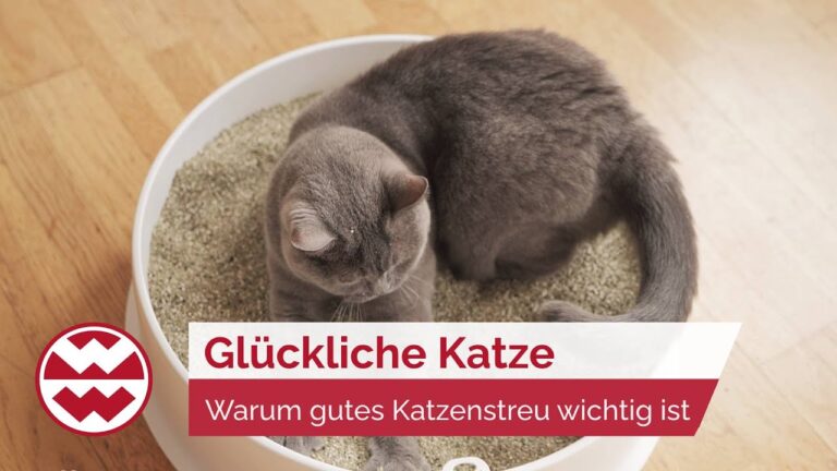 Der ultimative Ratgeber f&uuml;r die Auswahl des richtigen Katzenstreus