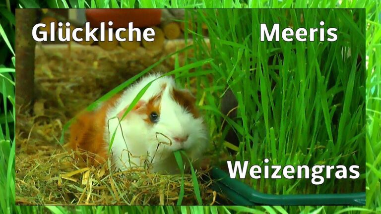 Bio Nagerfutter Direkt Bestellen: Die besten Optionen