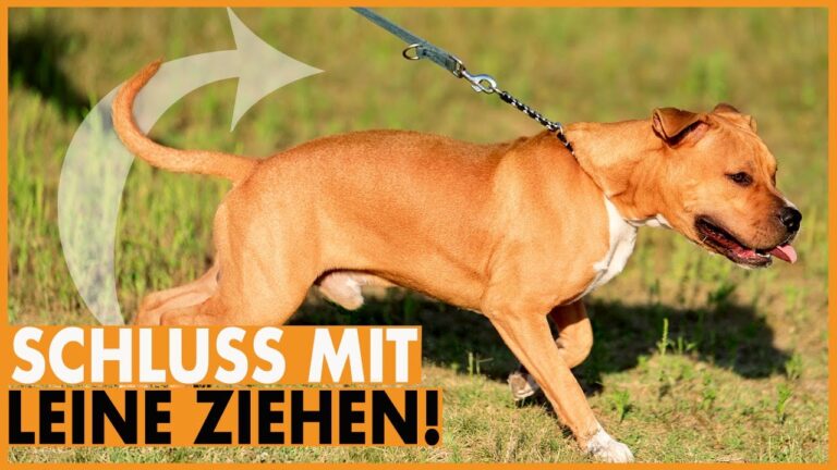 Hochwertige Leinen für aktive Hunde: Kaufberatung und Tipps
