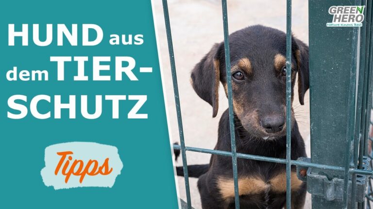 Kosten f&uuml;r Tieradoption kl&auml;ren: Wichtige Informationen und Tipps