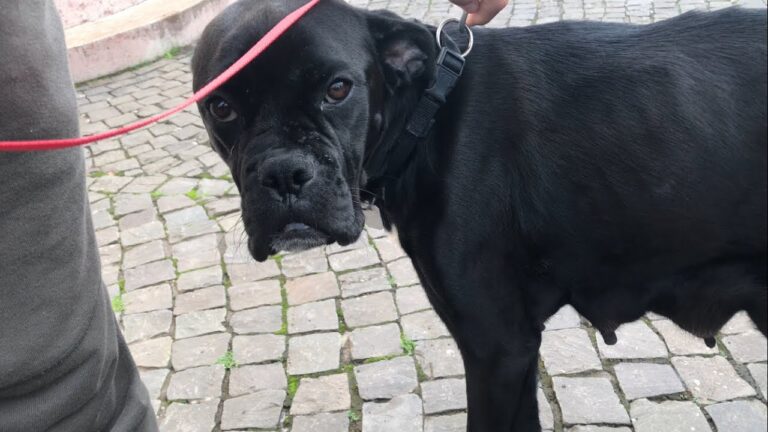 Optimale Fellpflege f&uuml;r Haustiere: Expertenfeedback und Tipps