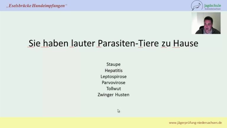Wichtige Impfungen f&uuml;r Tiere zum Schutz vor Parasiten