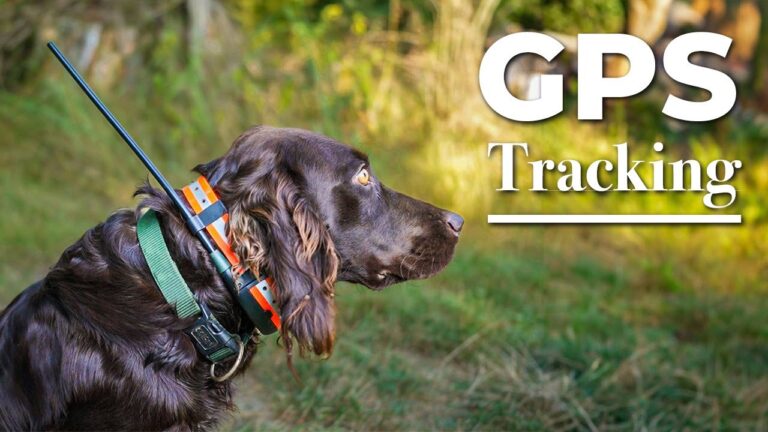Halsb&auml;nder mit GPS-Tracker: Sicherheit f&uuml;r Ihr Haustier
