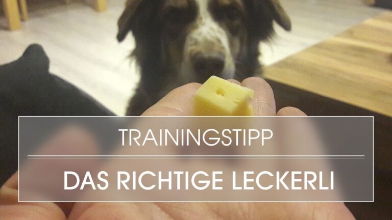 Allergiefreundliches Zubeh&ouml;r f&uuml;r Hunde