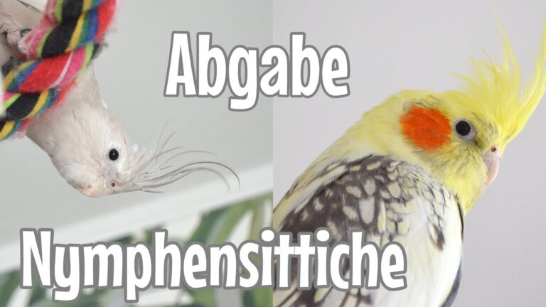 Vogelspielzeug: Die besten Optionen f&uuml;r spezielle Vogelarten