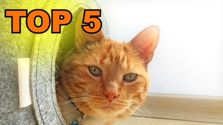 Empfehlungen f&uuml;r Tierbedarf nach der Adoption