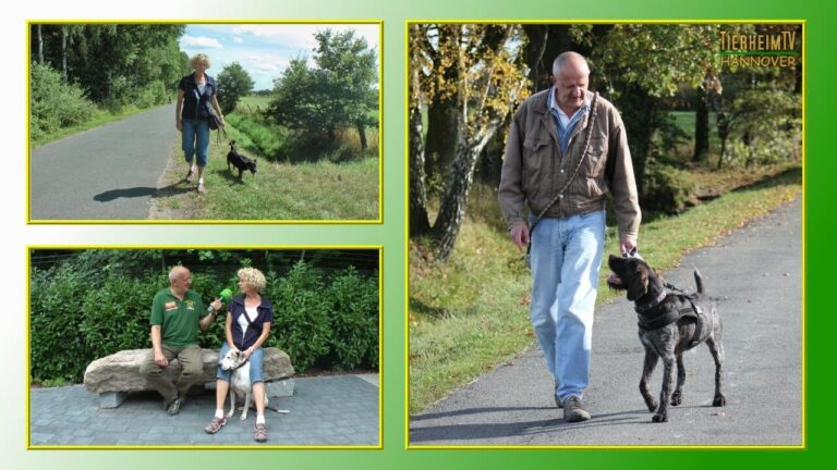 Einblicke in Tierheim-Patenschaften: Erfahrungsberichte und Perspektiven