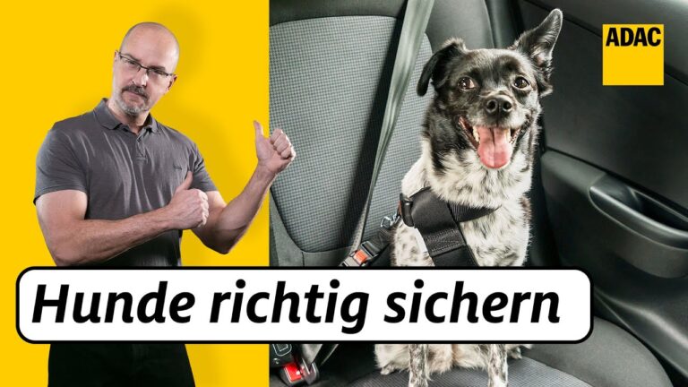 Transportm&ouml;glichkeiten f&uuml;r Haustiere im Vergleich