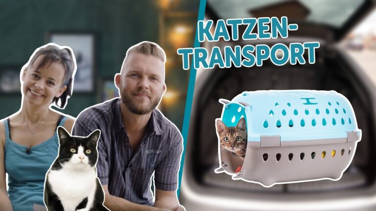 Optimale Transportboxen f&uuml;r Reisen mit Katzen