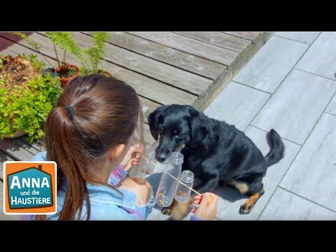 Kreative Spielzeuge gegen Langeweile bei Haustieren