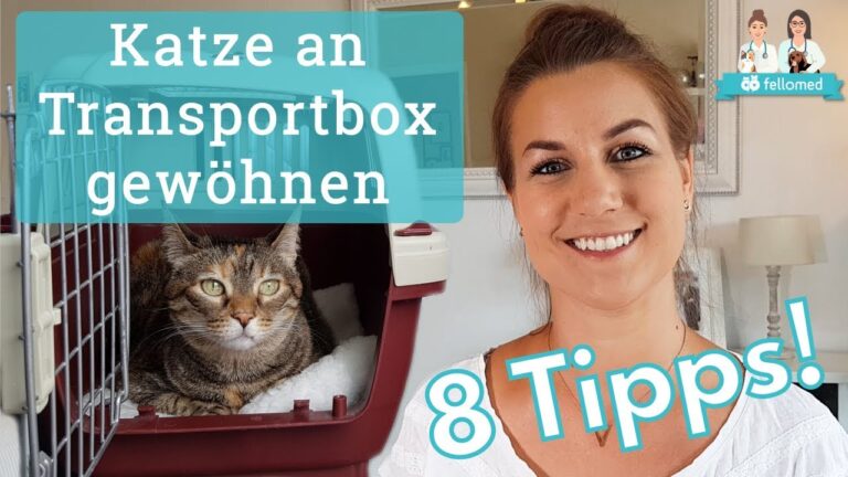 Optimale Zubeh&ouml;rl&ouml;sungen f&uuml;r Katzen-Transportboxen