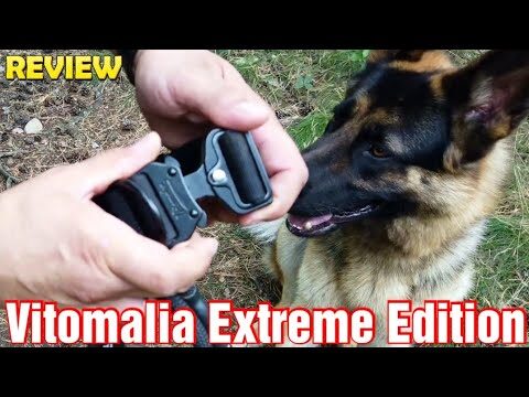 Halsband f&uuml;r gro&szlig;e Hunde: Tipps zum Kauf
