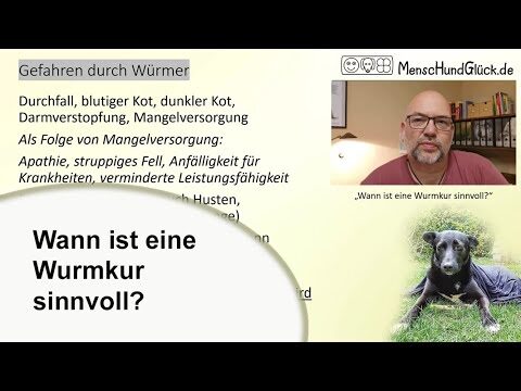 Optimale Hundeernährung und effektive Parasitenprophylaxe
