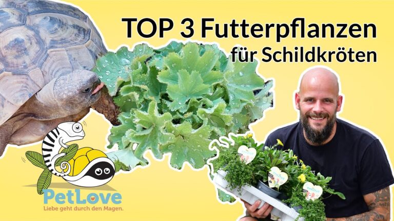 Pflegeanleitung f&uuml;r Terrarienbewohner: Tipps und Tricks