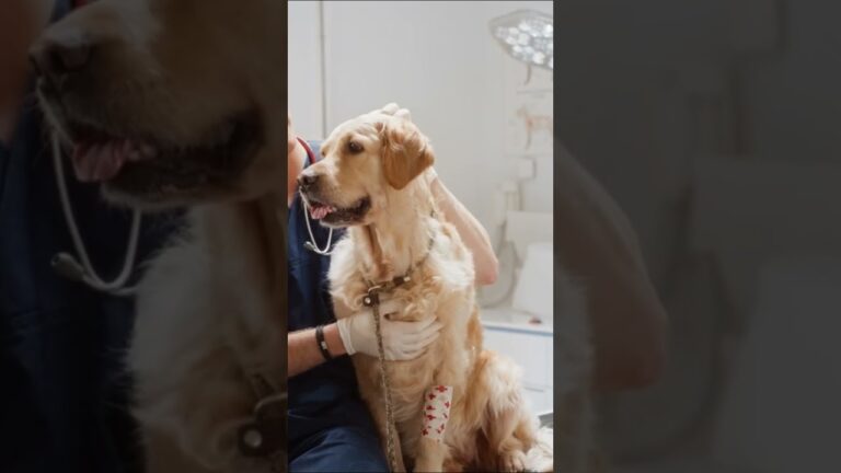 Optimierter Vergleich von Haustierhaftpflichtversicherungen