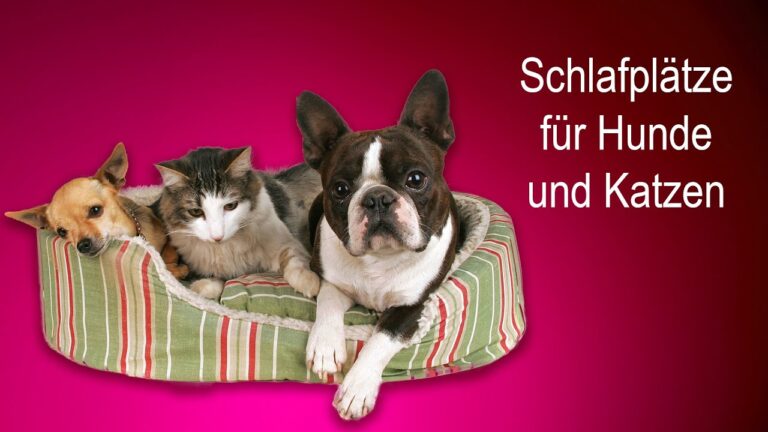 Der optimale Schlafplatz f&uuml;r Katzen: Ein Ratgeber zur Auswahl