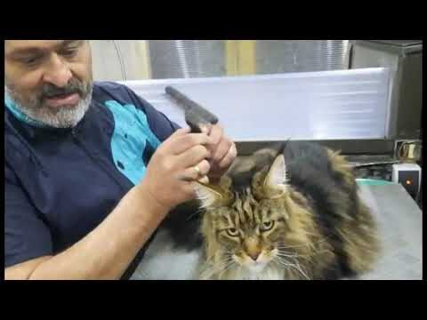 Optimale Pflegeanleitungen f&uuml;r Katzenb&uuml;rsten