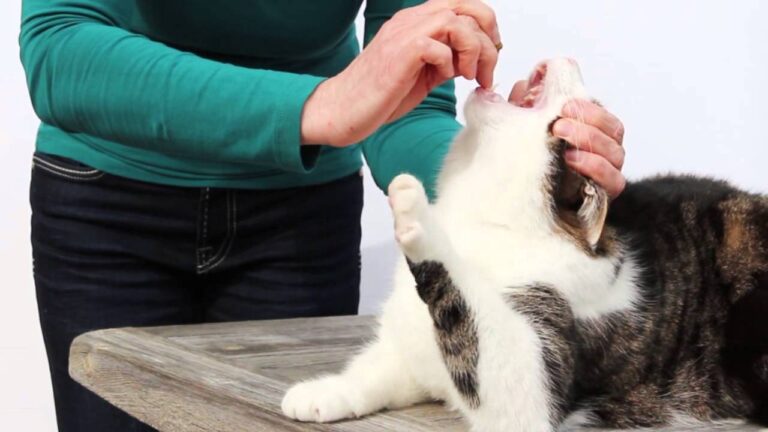 Optimale Dosierung von Katzenmedikamenten