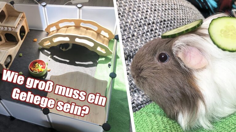 Vergleich von K&auml;figen f&uuml;r Meerschweinchen