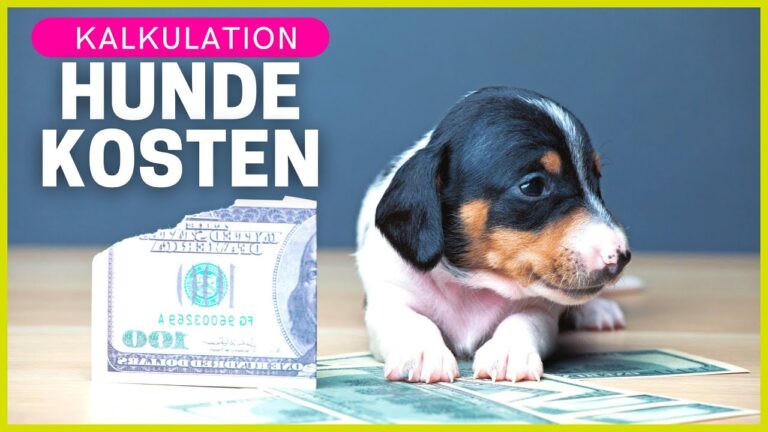 Versicherung f&uuml;r gef&auml;hrliche Hunderassen: Alles, was Sie wissen m&uuml;ssen